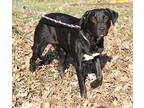 Maggie Labrador Retriever Adult Female