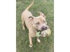 Pisces American Pit Bull Terrier Adult Male