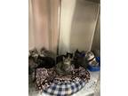 Billy Boy Domestic Shorthair Kitten Male