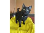 Spud Domestic Shorthair Kitten Female