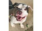 Arturo American Pit Bull Terrier Adult Male