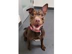 Godiva 34129-d American Pit Bull Terrier Adult Female