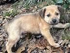 Teddy Golden Retriever Puppy Male