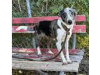 Ion Sheltie, Shetland Sheepdog Adult Male