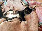 Wallace - In Foster Domestic Shorthair Kitten Male