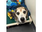 Sadie 34100-d Beagle Senior Female