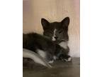 Kaso Domestic Shorthair Young Male
