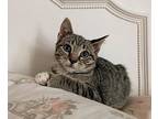 Neutron - In Foster Domestic Shorthair Kitten Male