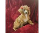 Poodle (Toy) Puppy for sale in Port Saint Lucie, FL, USA