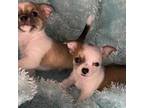 Chihuahua Puppy for sale in Bowling Green, KY, USA