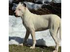 Dogo Argentino Puppy for sale in Longmont, CO, USA