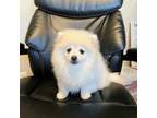 Pomeranian Puppy for sale in Lincoln, CA, USA