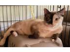 Adopt Kahlua a Siamese