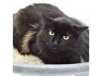 Adopt Miata a Domestic Long Hair