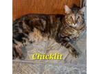 Adopt Chicklet (call [phone removed]) a Tortoiseshell, Tabby