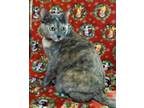 Adopt Lucy a Dilute Calico