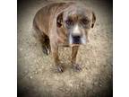 Adopt Zoey 1003 days in rescue :( a Catahoula Leopard Dog, Mastiff