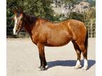 Adopt Sadie a Quarterhorse, Pony