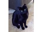 Adopt Elvira a Domestic Short Hair