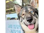 Adopt Jitterbug a Husky