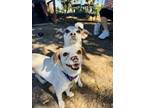 Adopt Piper a Rat Terrier