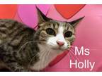 Adopt Ms Holly at Martinez Pet Food Express May 25th a Tabby