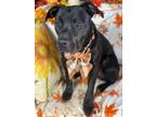 Adopt Adorable Ganache a American Staffordshire Terrier