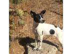 Adopt Xadia a Italian Greyhound, Rat Terrier