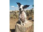 Adopt Claudia a Rat Terrier