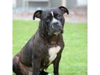 Adopt MARTI a Pit Bull Terrier