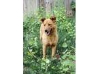 Adopt Rhiannon a Carolina Dog