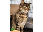 Adopt Pinecone a Domestic Short Hair