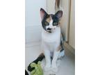 Adopt Lacey a American Shorthair