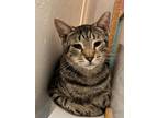 Adopt Rainbow a Tabby