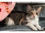 Adopt Penny a Domestic Short Hair