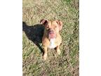 Adopt PARIS a Pit Bull Terrier, Mixed Breed