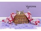 Adopt Wynonna a Domestic Short Hair