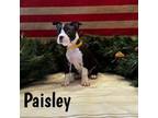 Paisley