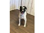 Adopt Violet a Border Collie, Terrier