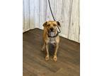 Adopt Vivi a Mountain Cur