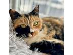 Adopt Isabelle a Domestic Short Hair, Calico