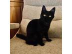 Adopt Willow a Domestic Short Hair