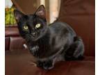 Adopt Selena a Domestic Short Hair