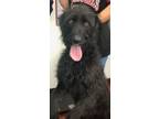 Adopt Angel a Standard Poodle, Giant Schnauzer