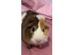 Adopt Lumen (fostered in Omaha) a Guinea Pig