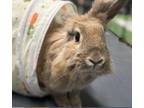 Adopt Cher a Angora Rabbit, Bunny Rabbit