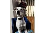 Adopt Colada a Labrador Retriever