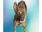 Adopt DIAMOND a Boxer, Pit Bull Terrier