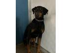 Adopt Emily a Doberman Pinscher