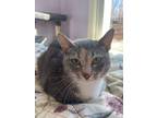 Adopt Rosemary a Dilute Calico